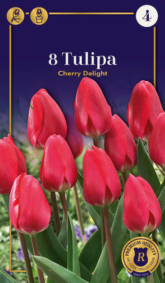 Tulp ‘Cherry Delight’ 8tk