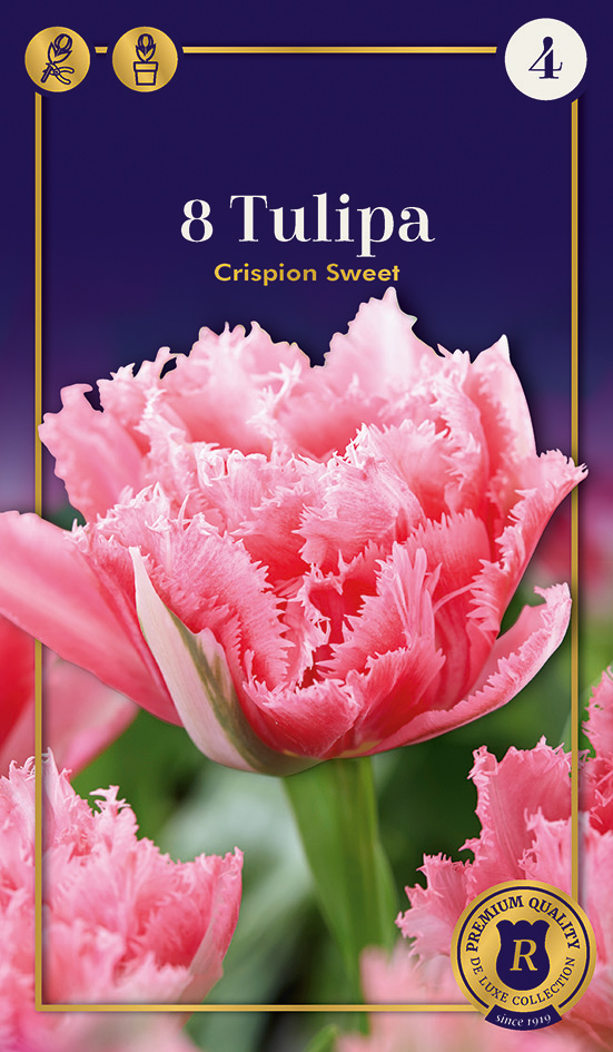 Tulp ‘Crispion Sweet’ 8tk/pk