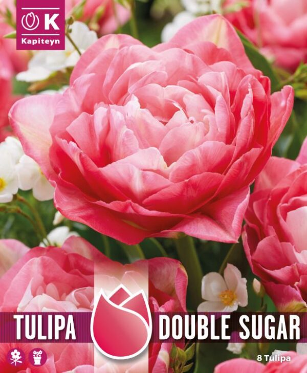 Tulp 'Double Sugar' 8tk