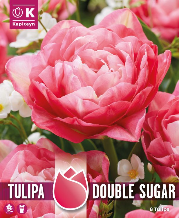 Tulp ‘Double Sugar’ 8tk