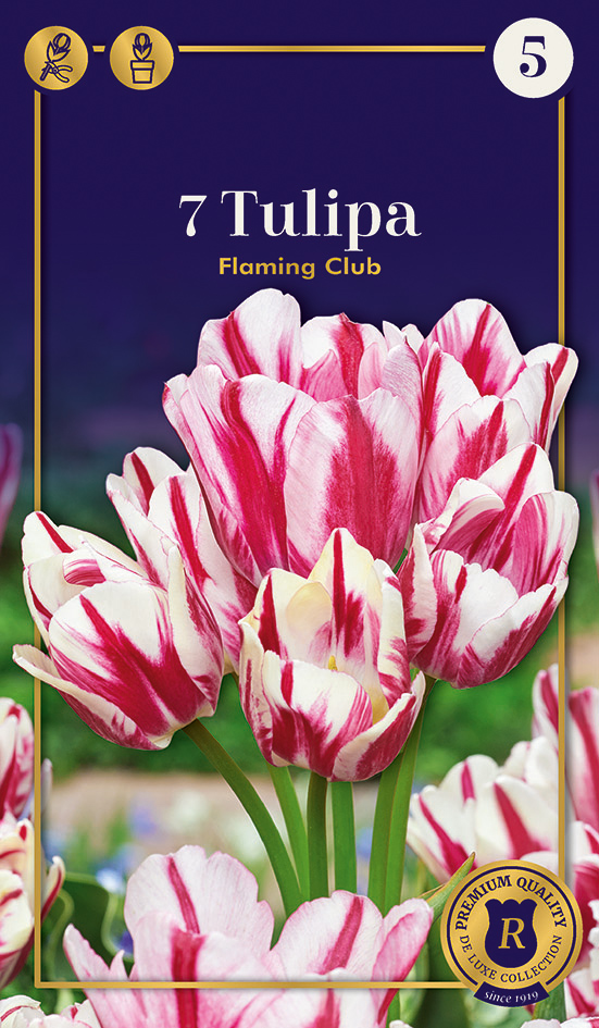 Tulp ‘Flaming Club’ 7tk