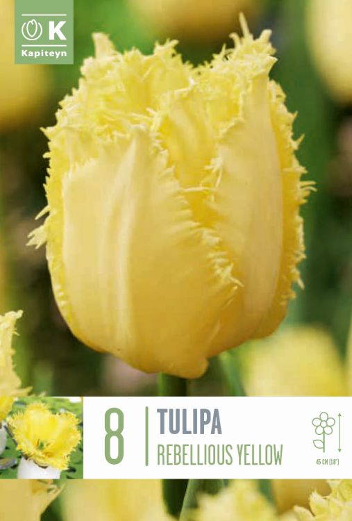 Tulp ‘Fringed Rebellious Yellow’ 8tk