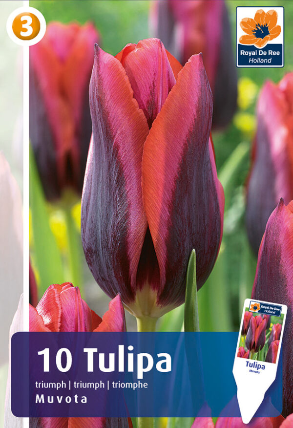 Tulp 'Muvota' 10tk