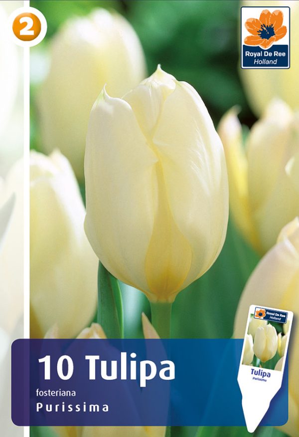 Fosteri tulp 'Purissima' 10tk