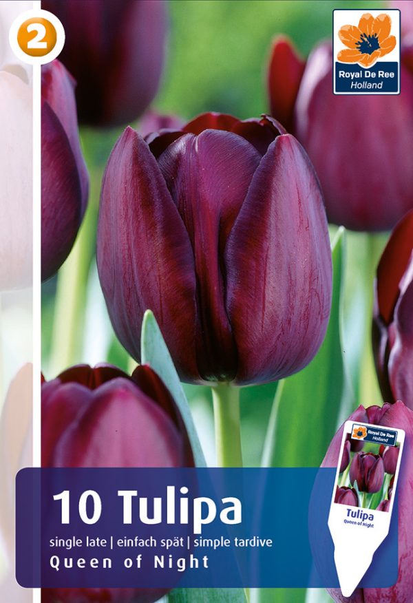 Tulp 'Queen of Night' 10tk/pk