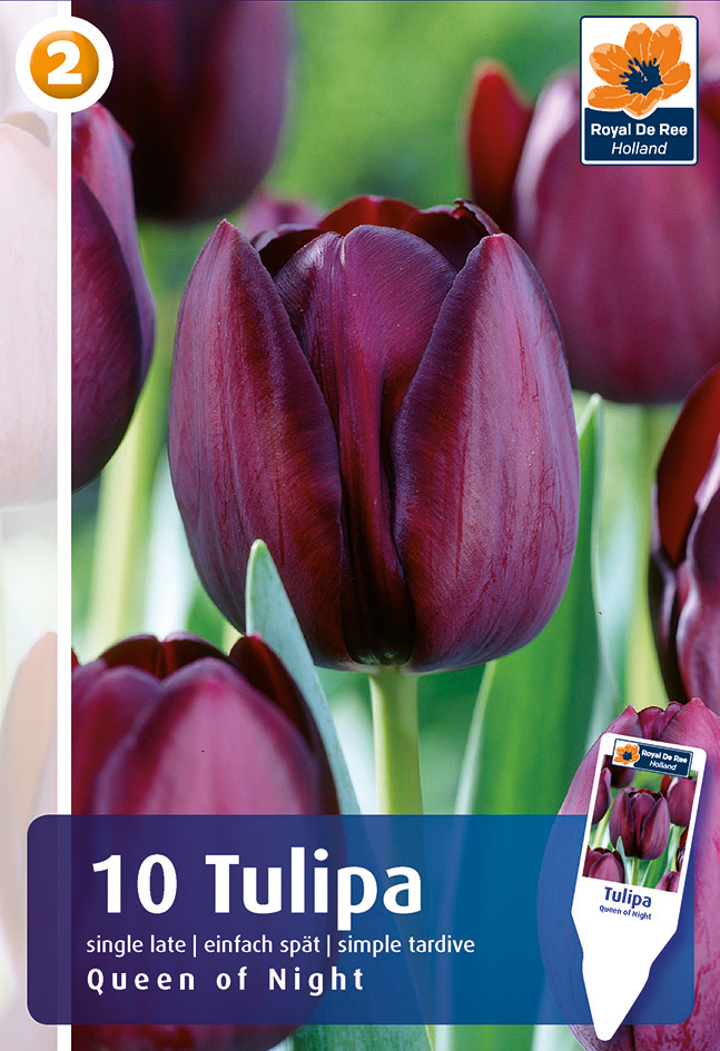 Tulp ‘Queen of Night’ 10tk/pk