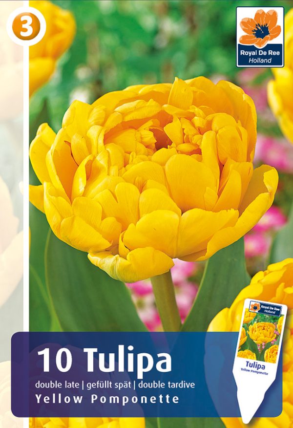 Tulp 'Yellow Pomponette' 10tk