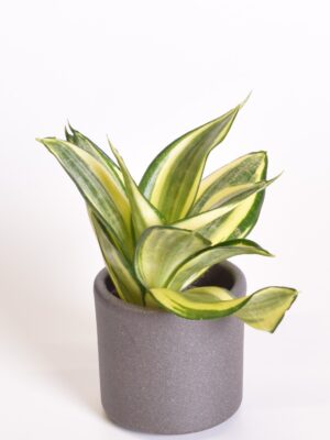 Hahni havisaba ‘Golden Hahnii’ P6