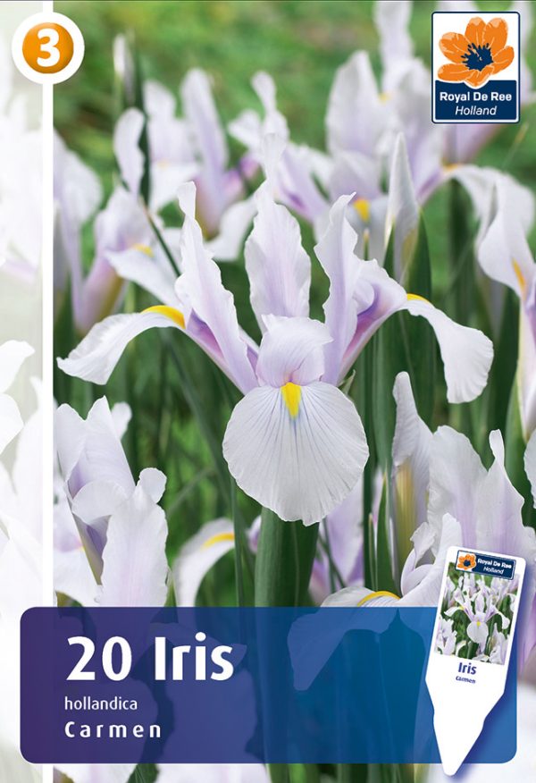 Hollandi iiris 'Carmen' 20tk