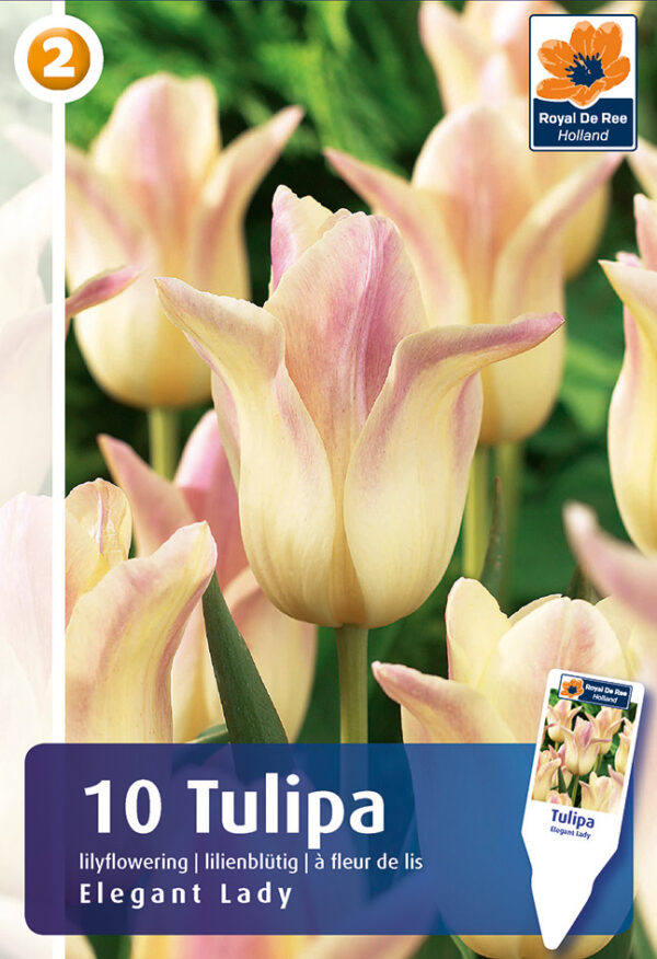 Tulp 'Elegant Lady' 10tk