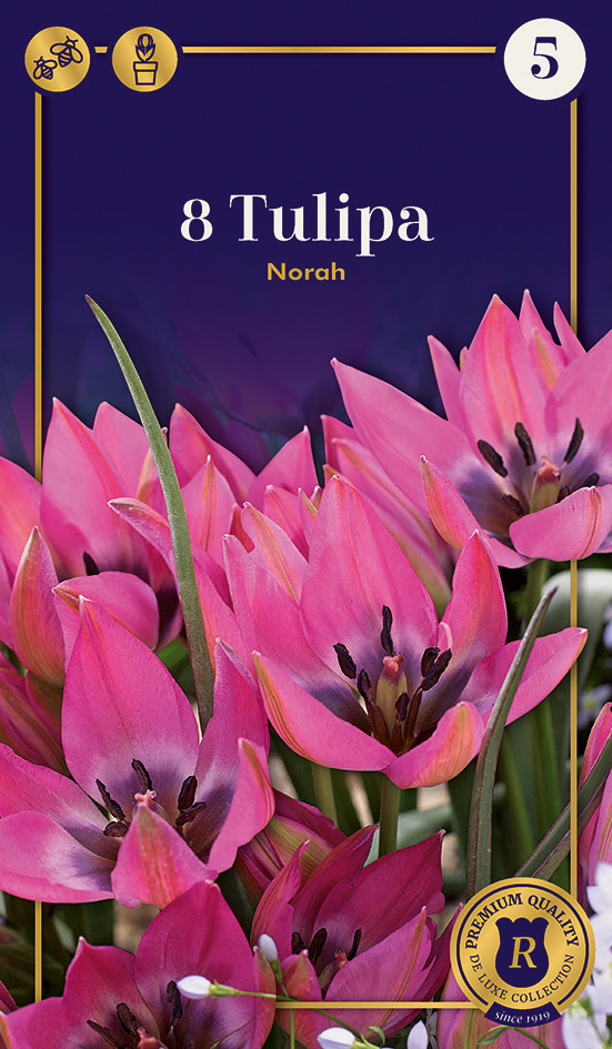 Tulp ‘Norah’ 8tk