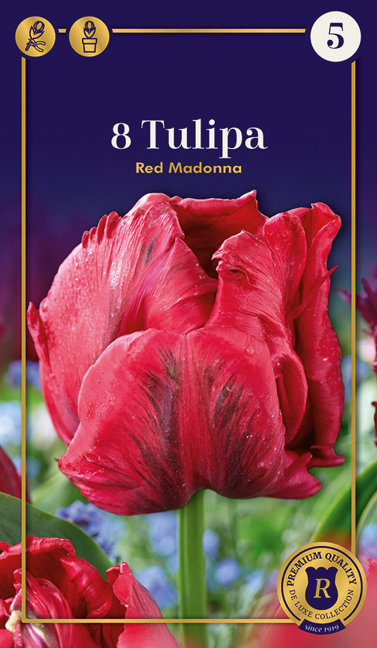 Tulp ‘Red Madonna’ 8tk