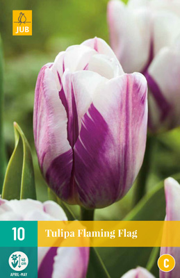 Tulp ‘Flaming Flag’ 10tk