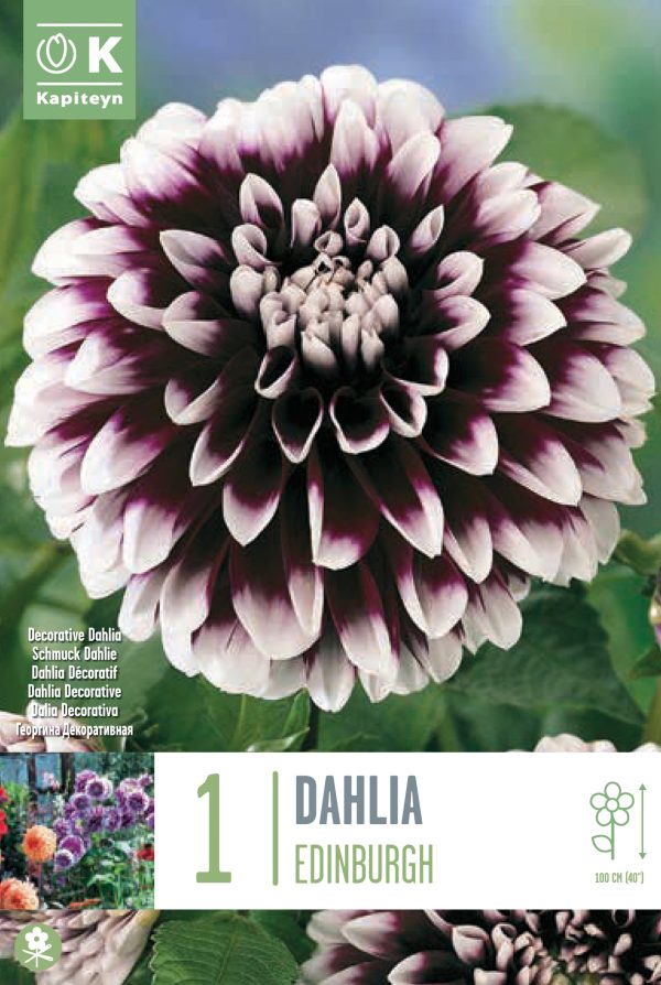 Daalia 'Edinburgh' 1tk