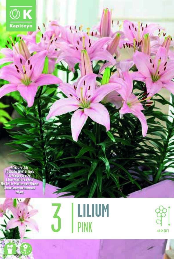 Liilia 'Pixie Pink' 3tk