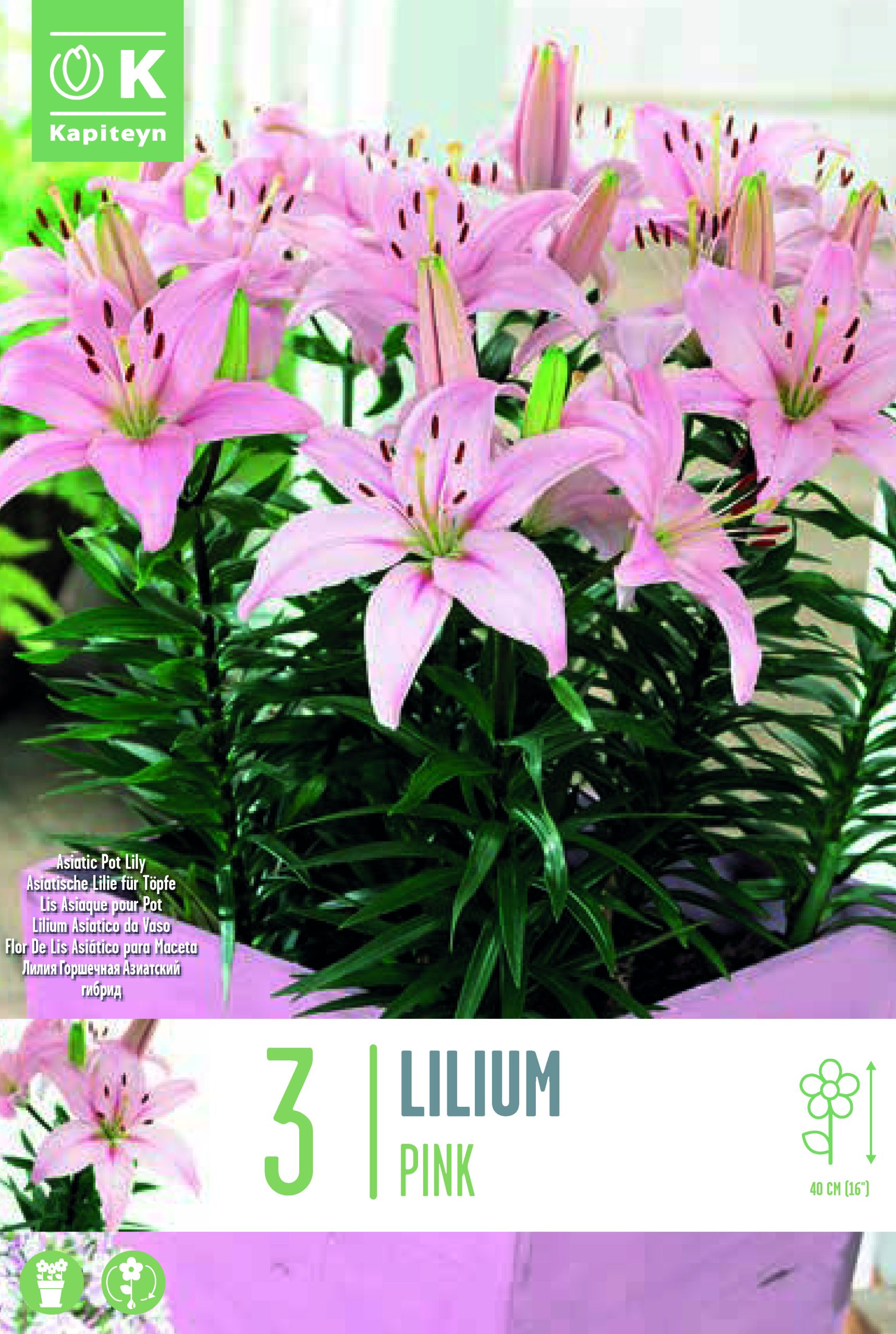 Liilia ‘Pixie Pink’ 3tk