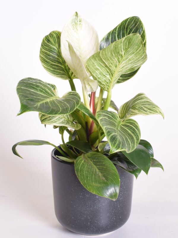 Filodendron 'Birkin White Wave' P12