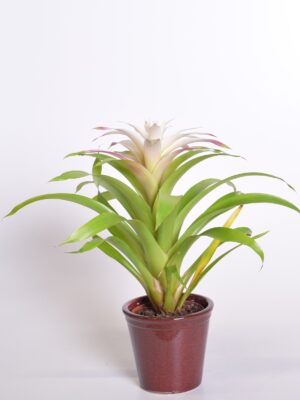 Gusmaania ‘Deseo Magical White’ P12