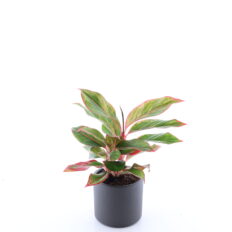 Aglaoneema ‘Jungle Red’ P12