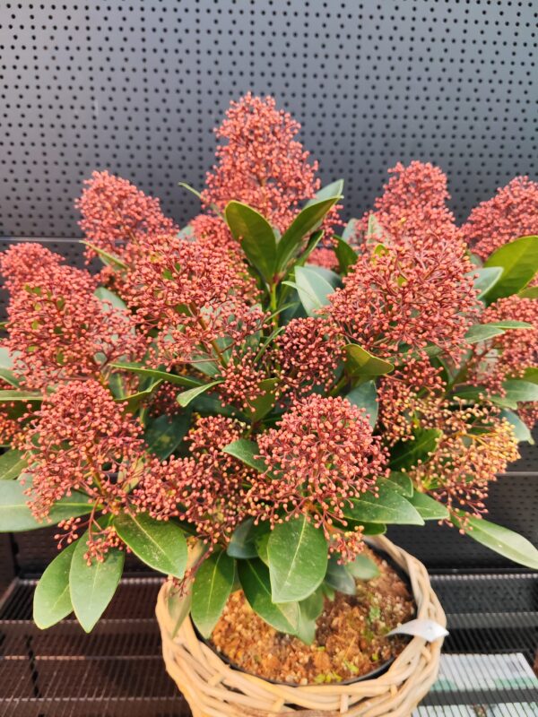 Jaapani skimmia 'Rubella' P26 60cm