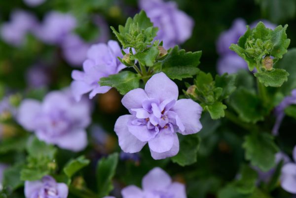 Suutera 'Scopia Double Lavender'