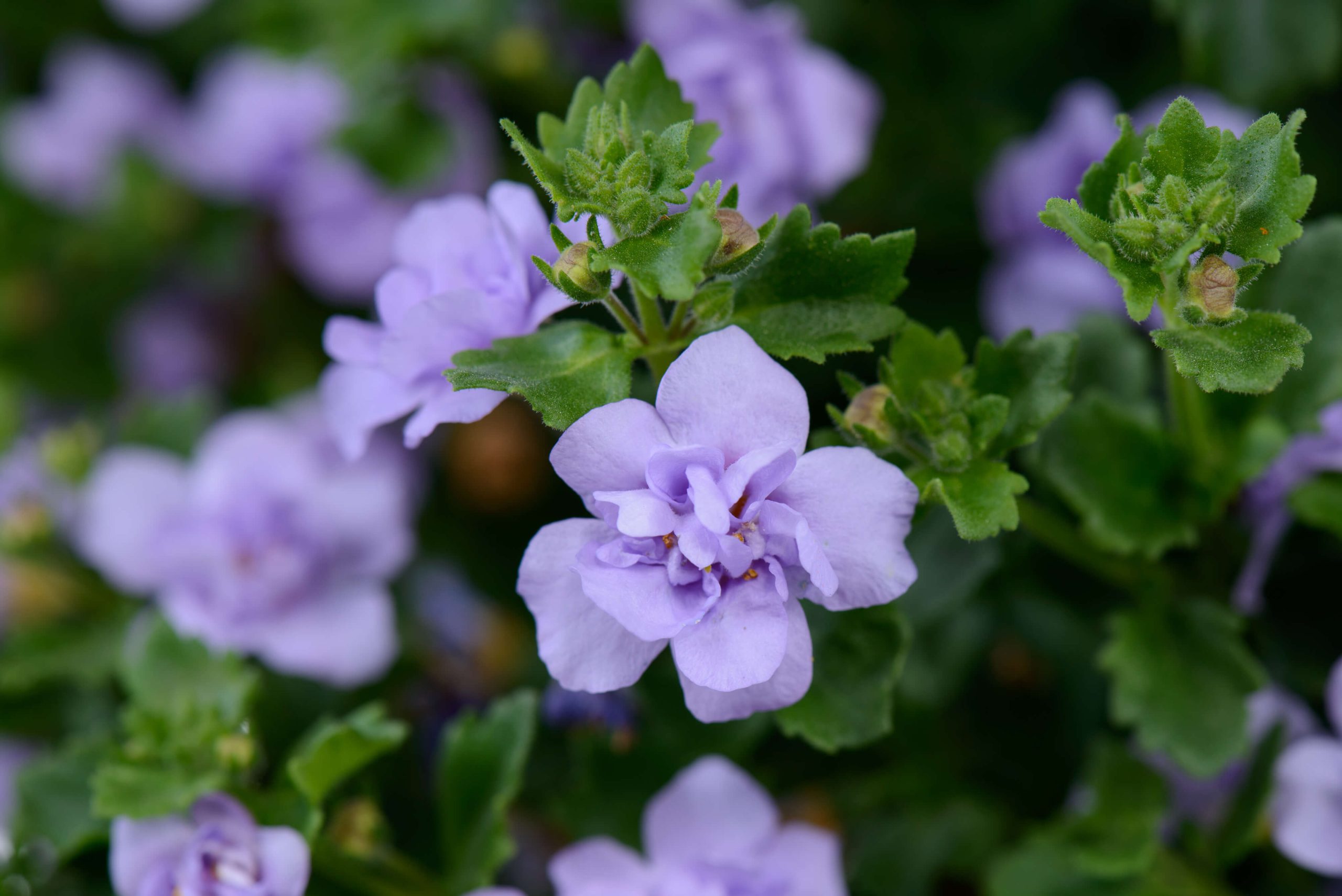 Suutera ‘Scopia Double Lavender’