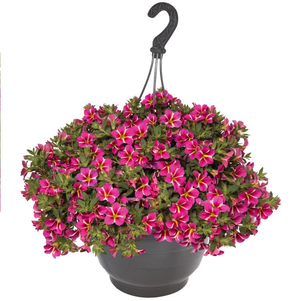 Puispetuunia 'Aloha Classic Pink CartWheel'