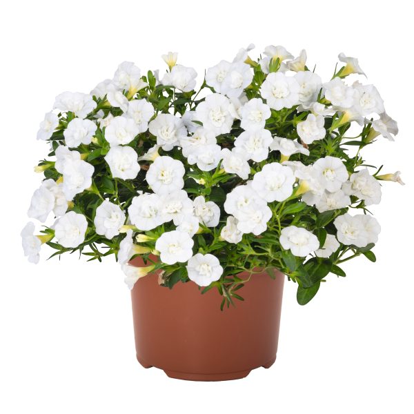 Puispetuunia 'Aloha Double White'