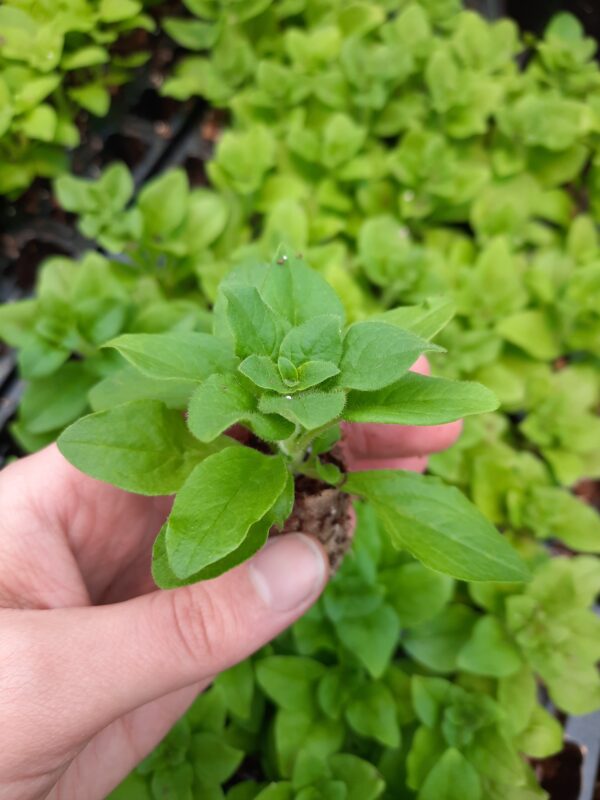 Puispetuunia 'Aloha Double White'