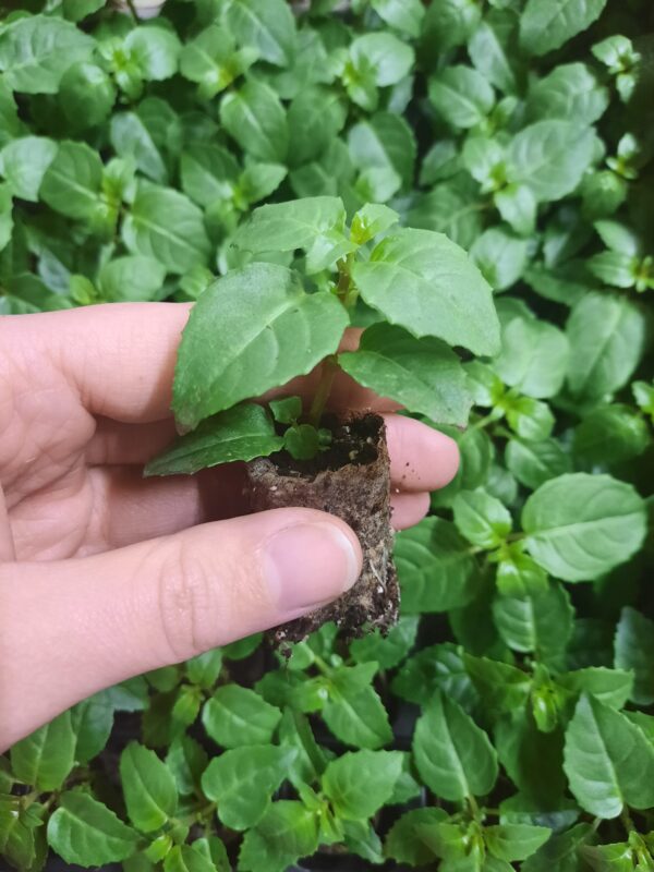 Fuksia 'Aroyo Grande'