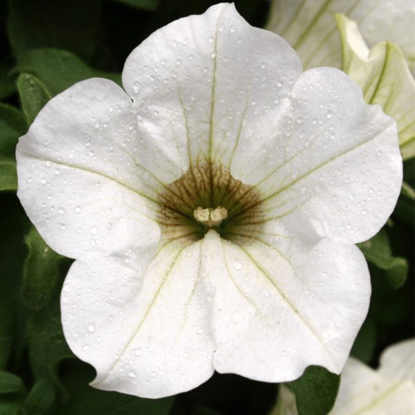 Petuunia 'Surfinia White'