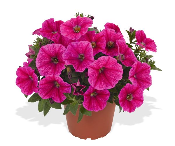 Petuunia 'Sweetunia™ Rose Gem'