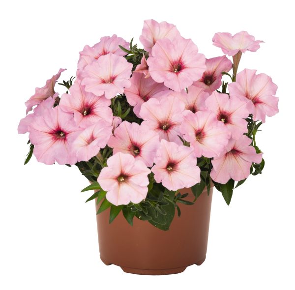 Petuunia 'Potunia™ Bubblegum'