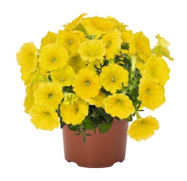 Petuunia 'Potunia™ Canary Yellow'