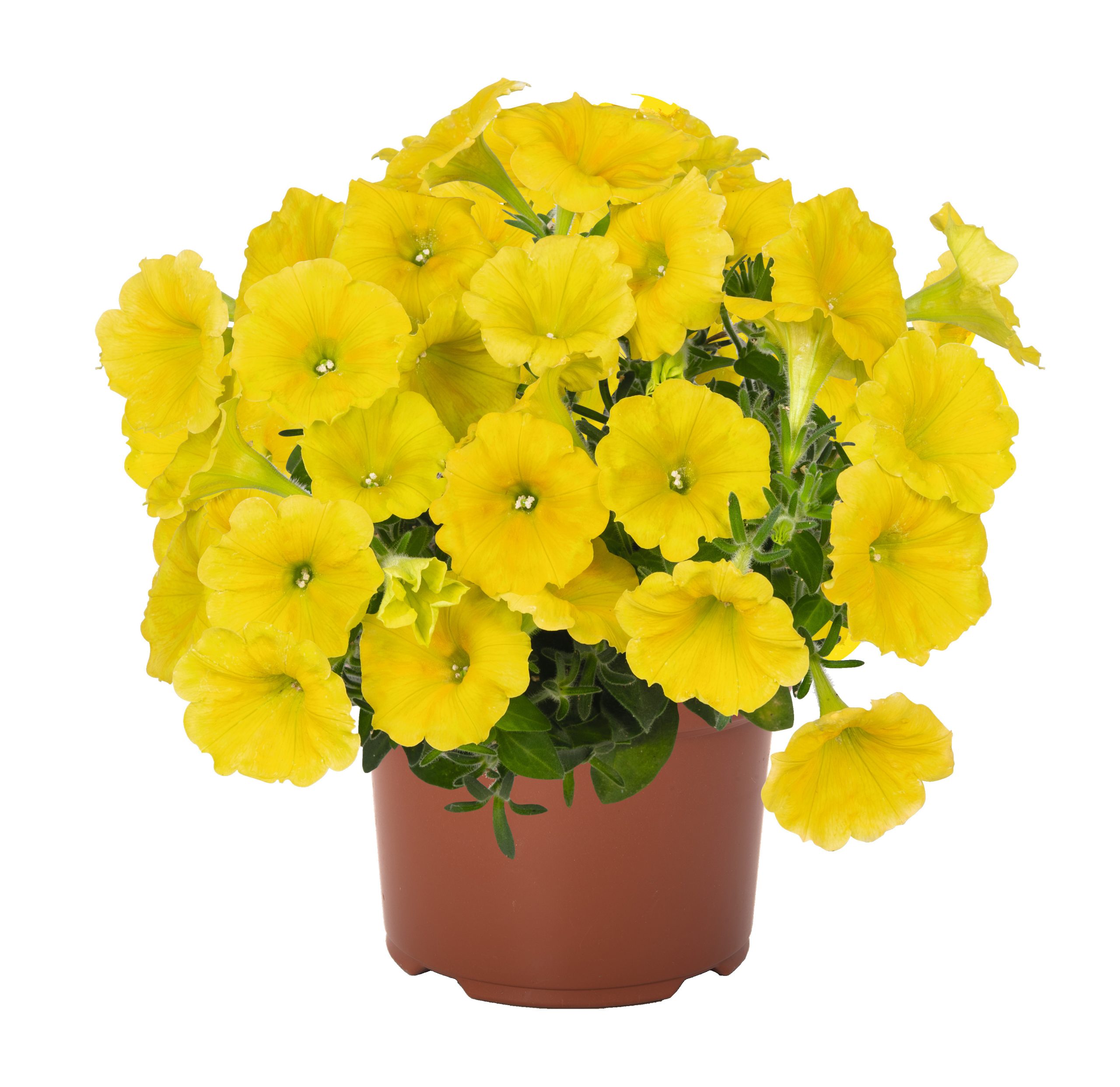 Petuunia ‘Potunia™ Canary Yellow’