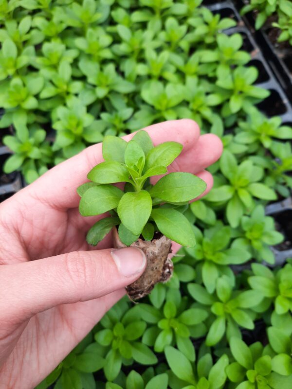 Petuunia 'Sweetunia™ Burgundy Gem'