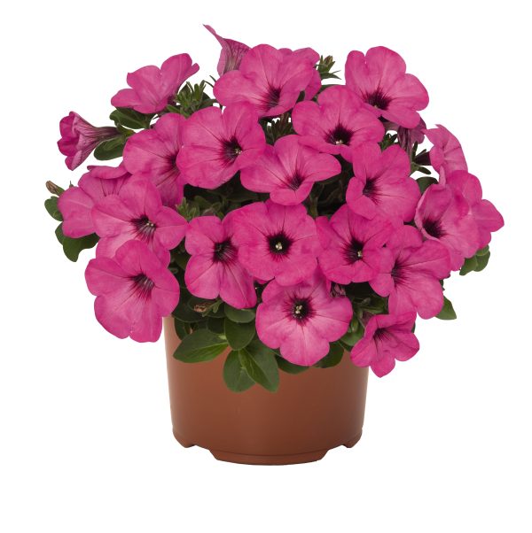 Petuunia 'Sweetunia™ Pinkalicious'