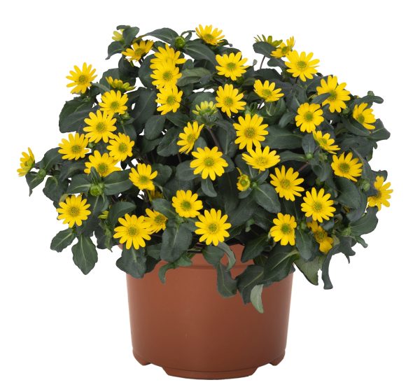 Sanvitaalia 'Sunvy Trailing Yellow'