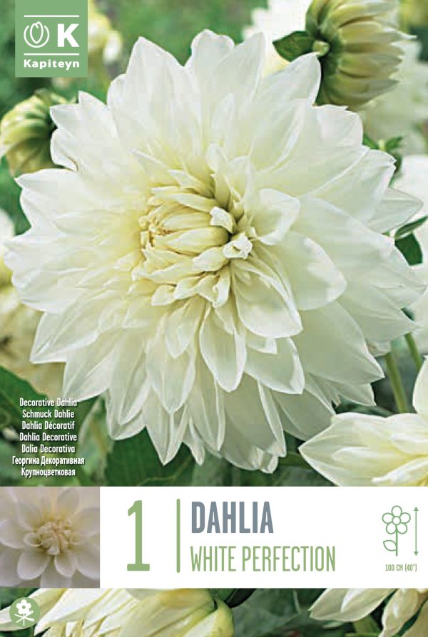 Daalia 'White Perfection' 1tk/pk