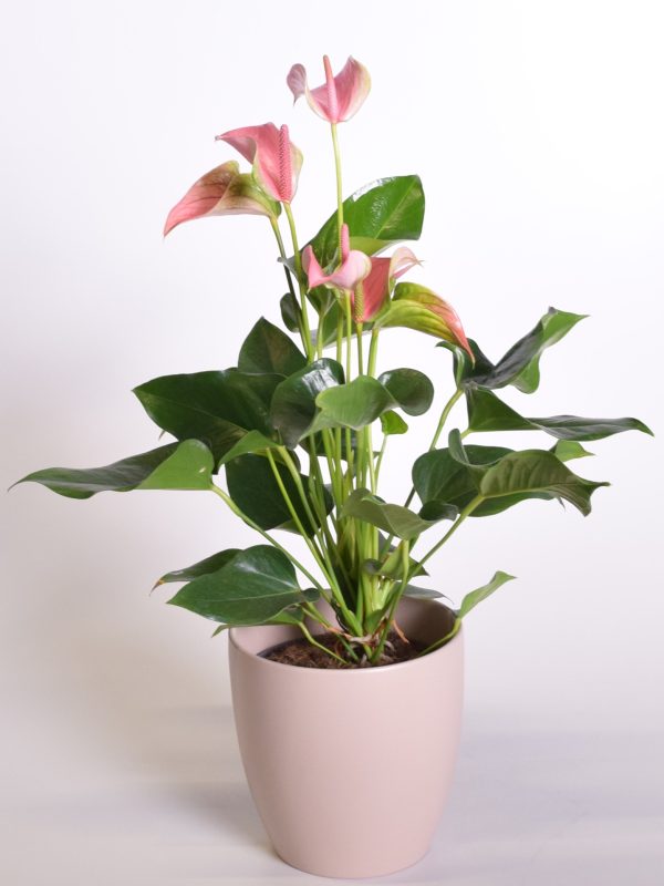 Flamingolill 'Joli' P17 45cm