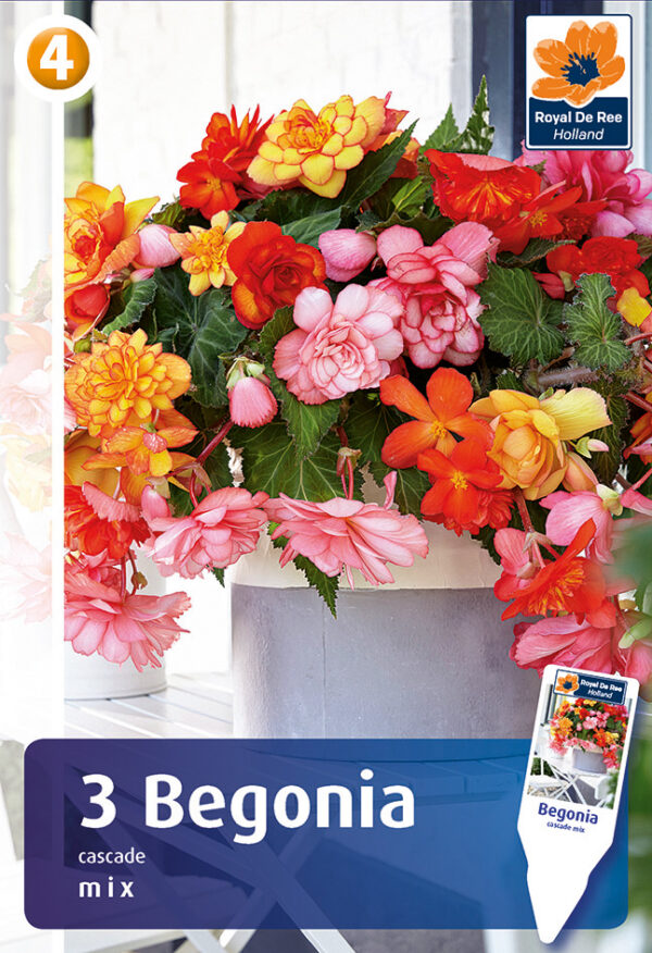 Begoonia segu Cascade 3tk