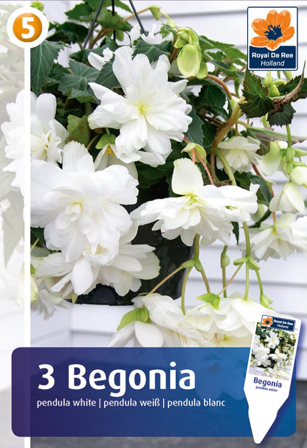 Ripp-begoonia valge 3tk