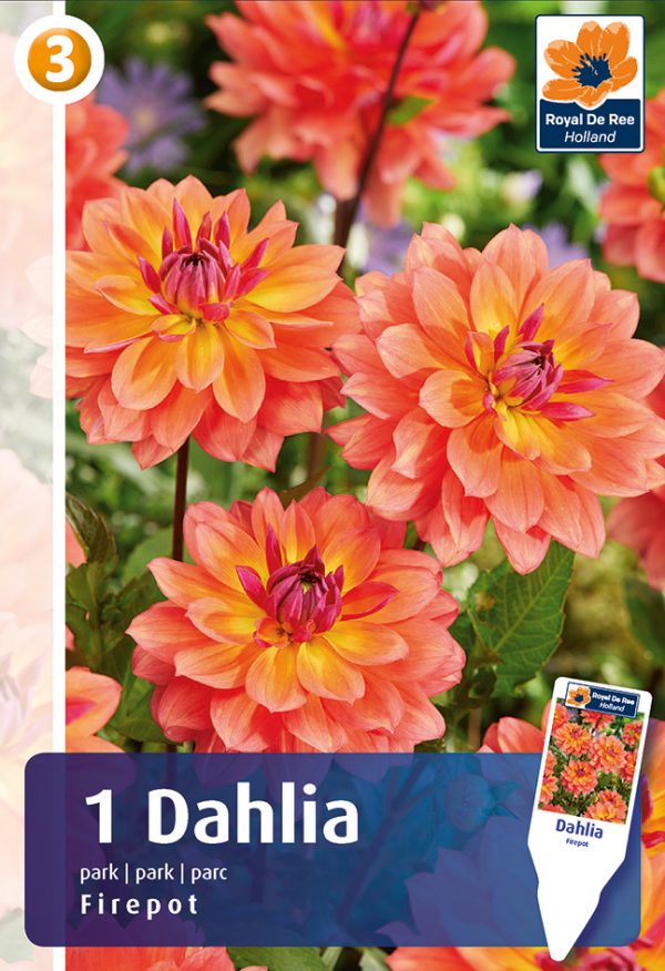 Daalia 'Firepot' 1tk