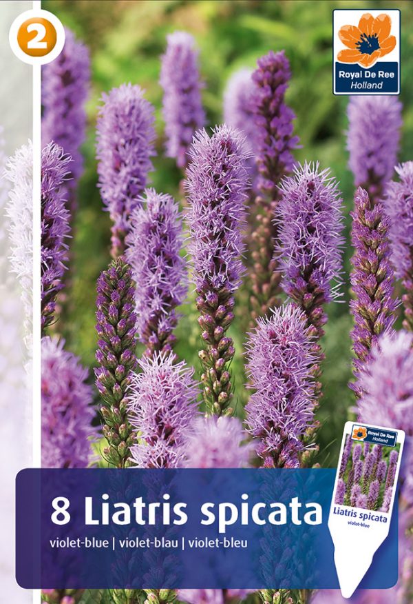 Liatris 'Violet' 8tk