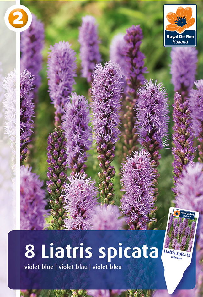 Liatris ‘Violet’ 8tk