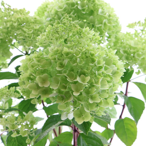 Aedhortensia 'Pandora' C5/P23 40-50cm