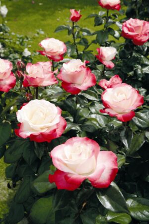 T-hübriidroos ‘Nostalgie’ C2