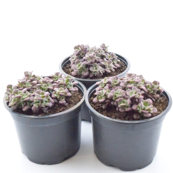 Talblehine kukehari 'Purpureum' P12 /Eestis kasvatatud