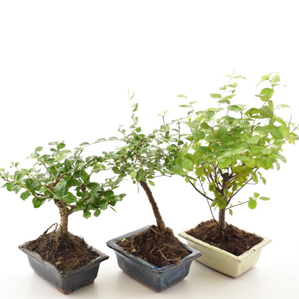 Bonsai P12 erinevad savipotis ilma aluseta