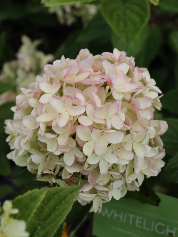 Aedhortensia 'Gardenlights Whitelight' P23